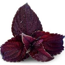 Image result for Coleus buchananii