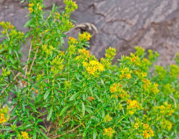 Image result for Hypericum humbertii