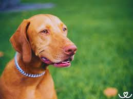 Image result for maďarský krátkosrstý ohař