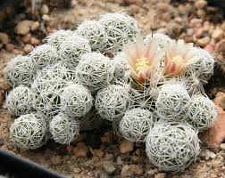 20.06.2018 · thimble cactus facts native to central mexico, thimble cactus ( mammillaria gracilis ) is suitable for growing outdoors in usda plant hardiness zones 9 through 11. Mammillaria Vetula Wikipedia