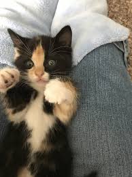 Kittens get teeth at about 2 weeks of age, when the first tiny incisors appear right in the front of the mouth, says deb m. 5 6 Week Old Kitten Teething Thecatsite