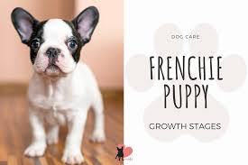 French bulldogs reach their full height and weight. French Bulldog Growth Stages Size And Weight Chart Cuddla