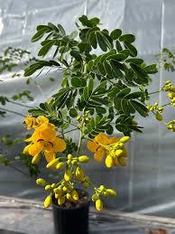 Image result for Cassia angolensis