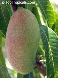 Image result for Mangifera indica