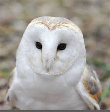 Sebelum mulai membeli burung ini warna burung ini biasanya kemerahan dengan bagian atas berwarna cokelat kemerahan dengan strip hitam dan putih. Burung Hantu Putih Burung Burunghantu Owl Whiteowl Burung Hantu Hantu Burung