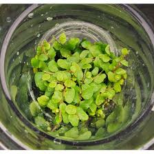 Image result for Microgramma