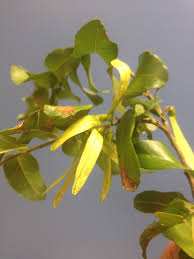 Image result for Ventilago