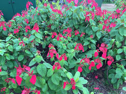 Image result for Mussaenda rivularis