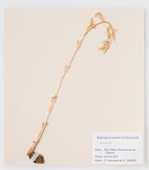 Image result for Epipogium roseum