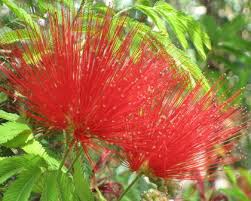 Image result for Calliandra tweedii