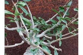 Image result for Fockea multiflora