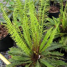 Image result for Blechnum ivohibense