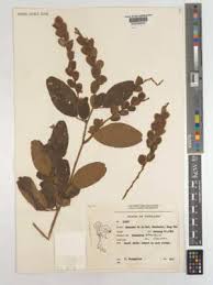 Image result for Pleurolobus salicifolius