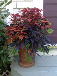 Photo a macro photo of coleus solenostemon, alos known as fishnet stockings plant at the arboretum at manito park in spokane, washington. can be used for personal and commercial. Coleus Fishnet Stockings Carolyn S Shade Gardens