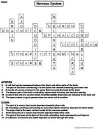 The nervous system connects all your body parts and transmits signals from one part to another. Nervous System Worksheet Crossword Puzzle By Science Spot Tpt