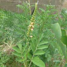 Image result for Indigofera hewittii