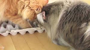 You should also consider the amount of time and money you want to invest in this project. 7 Diy Cat Food Puzzle Toys That Will Keep Your Kitty S Brain Active Cattime