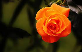 However, this kind of dream about white flowers tends to express another meaning. Dreams About Flowers Meaning And Interpretation