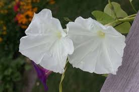 However, the buds open at night and close in the morning. How To Grow Moonflowers Night Blooming Plants Dengarden