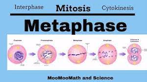Metaphase by growing on one end and shrinking on the other, spindle fibers align the chromosomes along the middle of the cell nucleus, approximately equidistant from the spindle poles. Metaphase Mitotic Stages Youtube