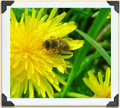 Here are some great summer garden flowers to feed. How Do Plants Attract Bees Bees A Honey Of An Idea
