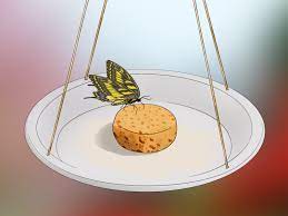 We did not find results for: How To Create A Butterfly Garden With Pictures Wikihow