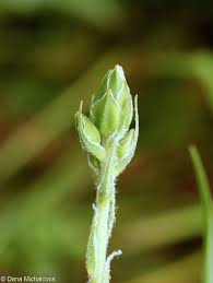 Image result for Pseudopodospermum hispanicum