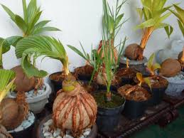 Hehehe saya tadi sempat kaget, kelapanya kok tidak. Panduan Membuat Bonsai Kelapa Kabartani