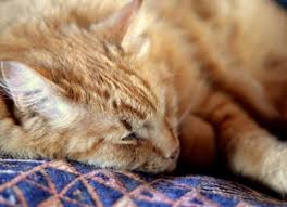How much does pet euthanasia cost? Death Be Not Pricey Euthanasia Cremation And What It Costs Petmd