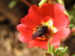 Have trichromatic colour vision with three different photore flowers that can flowers (horovitz & cohen 1972; Pollination Of Flowering Plants Advanced Ck 12 Foundation