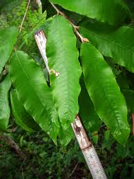 Image result for Parinari excelsa