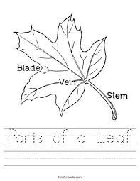 Parts Of A Leaf Worksheet Kindergarten Science Fall Kindergarten Leaf Lessons