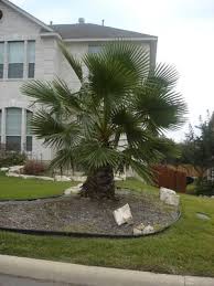 Image result for Washingtonia filifera