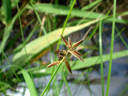 Image result for Pycreus flavidus