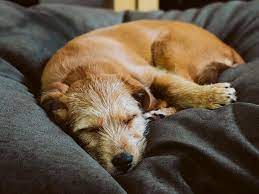 Pet-safe home with secure pet bed