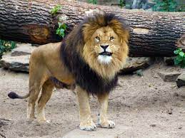 A Male Asian Lion Called Kumar In The Dublin Zoo Seven Years Old Weighs 140 Kilos Dublin Zoo Lion Zoo