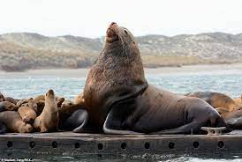 Gigantic Seal Lion Strikes A Pose Amongst His Diminutive Cousins Sea Lion Lion Ocean Life
