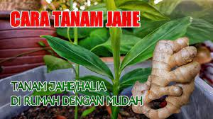 Nah begitulah tata cara sholat ghaib yang bisa kalian pelajari. Cara Tanam Jahe Halia Youtube
