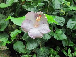 Download hd harley davidson wallpapers best collection. Hd Hibiscus Garden Wallpapers Peakpx