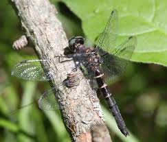 Image result for Hunteria myriantha