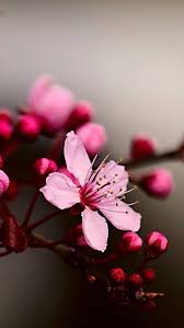 Cherry To Blossom Flowerslove Cherry Blossom Wallpaper Beautiful Flowers Wallpapers Flower Wallpaper