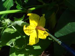 Image result for how to self pollinate cucumbers