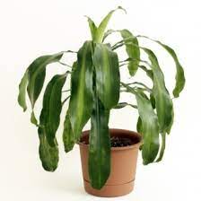 The leaves of young plants may dry out, and the stem eventually dies. Corn Plant Dracaena Fragrans Description And Care