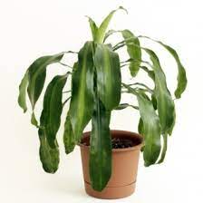 How to plant, grow and take care of decorative plants at home. Corn Plant Dracaena Fragrans Description And Care