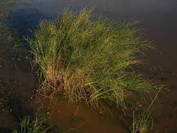 Image result for Leptochloa fusca