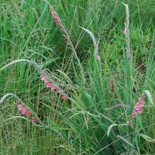 Image result for Gladiolus crassifolius