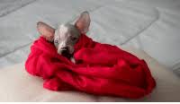 Chihuahua And Chihuahua Meme On Me Me