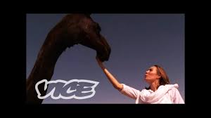 So found out a veterinarian in saudi arabia after he was caught performing plastic. Miss Camel Beauty Contest Youtube