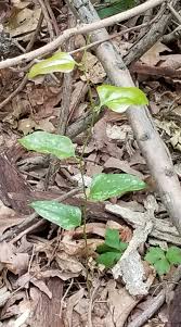 Image result for Smilacaceae