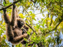 The 10 most endangered animals: Many More Species At Risk From Southeast Asia Tree Plantations Study Finds